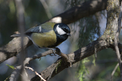 Parus major