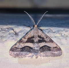 Isturgia disputaria