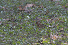 Fringilla coelebs