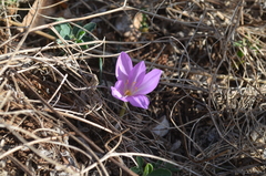 Colchicum boissieri
