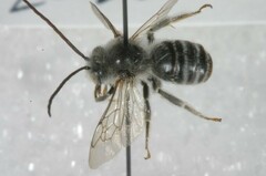 Melissodes subillatus