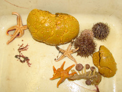 Sphaerotylus capitatus