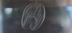 Mnemiopsis leidyi