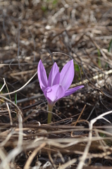 Colchicum boissieri
