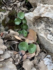 Umbilicus intermedius