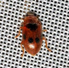 Coccidula scutellata