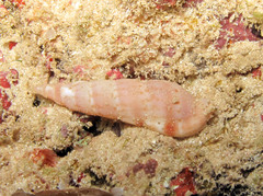 Colubraria nitidula