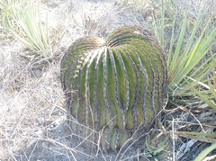 Echinocactus platyacanthus