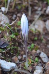 Crocus cancellatus mazziaricus