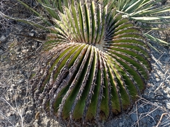 Echinocactus platyacanthus