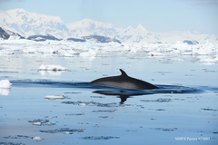 Balaenoptera bonaerensis