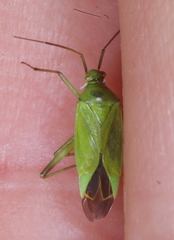Calocoris