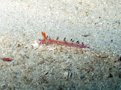 Coryphellina exoptata