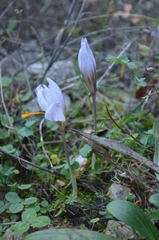Crocus cancellatus mazziaricus