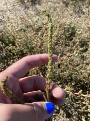 Suaeda calceoliformis