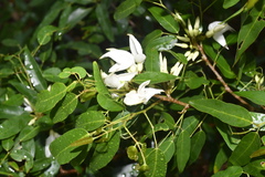 Arthroclianthus angustifolius