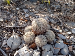 Coryphantha delicata
