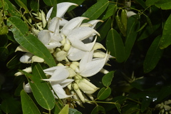 Arthroclianthus angustifolius