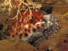 Cypraea tigris
