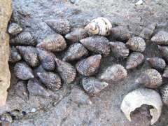 Gastropoda