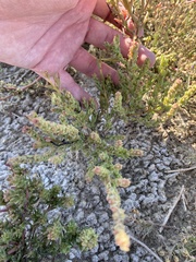 Suaeda calceoliformis