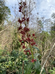 Clerodendrum indicum
