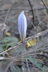 Crocus cancellatus mazziaricus