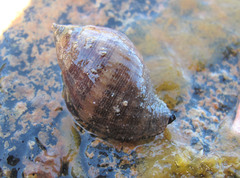 Gastropoda