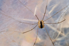 Leuronychus pacificus