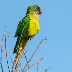 Eupsittula aurea
