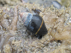 Gastropoda