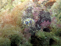 Goniobranchus annulatus