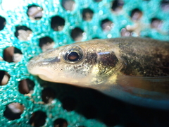 Rhinichthys cataractae