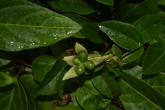 Oxera