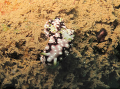 Goniobranchus geometricus