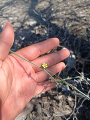 Ibervillea tenuisecta