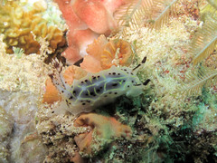 Halgerda