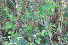 Rubus creticus