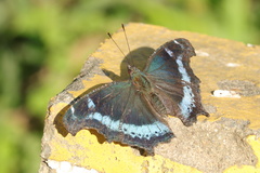 Kaniska canace