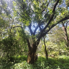 Afrocarpus falcatus
