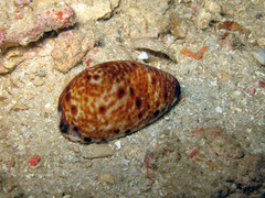 Lyncina lynx