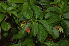 Oxera