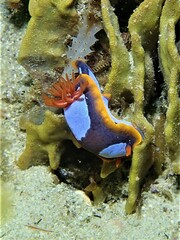 Chromodoris westraliensis