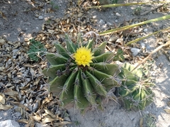 Ferocactus echidne