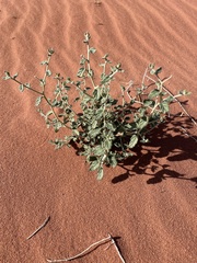 Heliotropium digynum