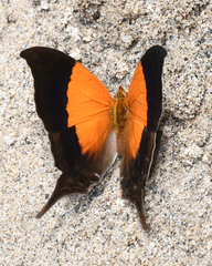 Marpesia furcula