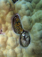 Modiolus philippinarum