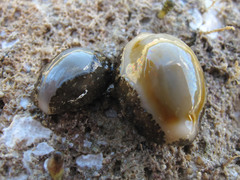 Monetaria annulus