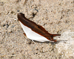 Marpesia zerynthia