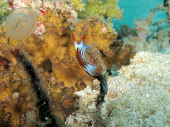 Nembrotha aurea